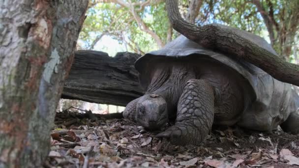 Een Enorme Aldabra Giant Tortoise Wandelen op een Gevangeniseiland in Zanzibar, Afrika. — Stockvideo