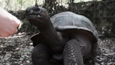 Dev bir Aldabra kaplumbağası Afrika 'nın Zanzibar kentindeki bir hapishane adasında yemek yiyor.