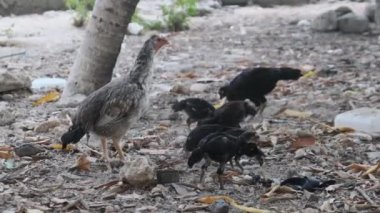 Pis Yard 'da İnce Afrika Tavuğu ve Tavuk Otlağı. Yoksulluk ve Açlık, Zanzibar