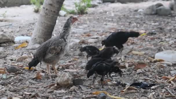 Tenká africká slepice a kuřata pasou ve špinavém dvoře. Chudoba a hlad, Zanzibar — Stock video