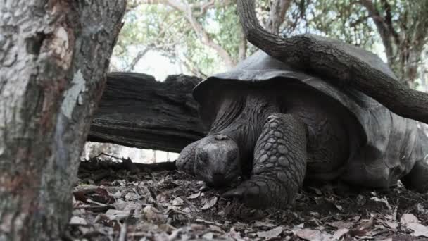 Uma enorme tartaruga gigante Aldabra Caminhando em uma ilha prisional em Zanzibar, África. — Vídeo de Stock