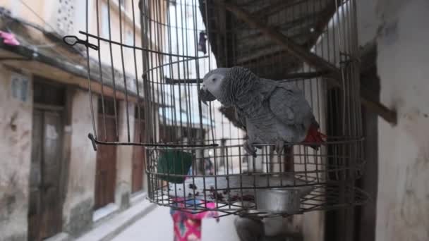 Afrikai szürke papagáj ketrecben egy mocskos utcán Stone Town, Zanzibár, Afrika — Stock videók