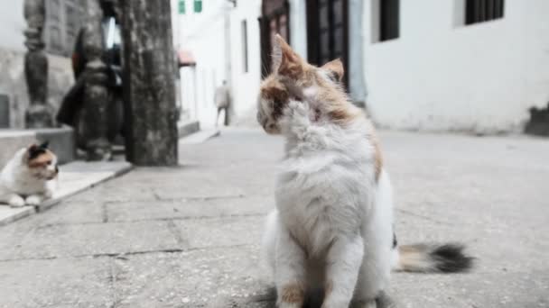 Zabłąkany trójkolorowy kot w Afryce na ulicy Brudnego Kamiennego Miasta, Zanzibar — Wideo stockowe