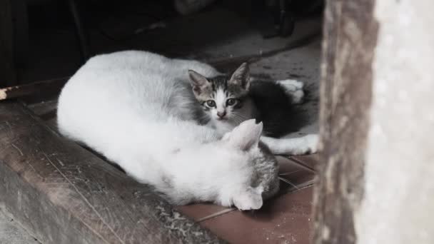 Wild Stray Nursing Moeder Kat en Kitten op een Dirty Street in Afrika, Zanzibar — Stockvideo