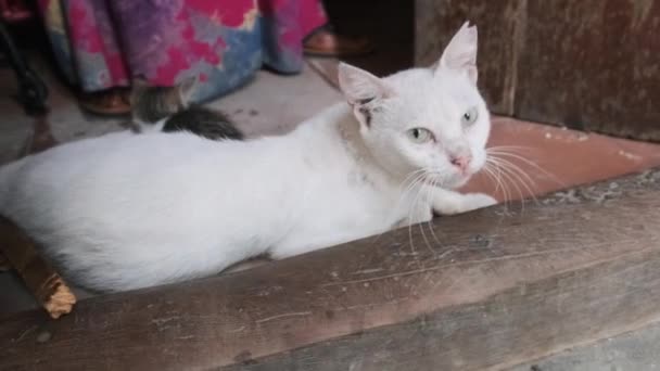 Vadon élő, kóbor macska és cica szoptató anya egy mocskos utcán Afrikában, Zanzibár — Stock videók