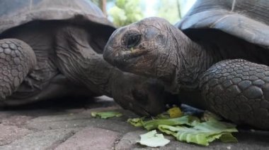 Dev bir Aldabra kaplumbağası Afrika 'nın Zanzibar kentindeki bir hapishane adasında yemek yiyor.