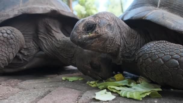 A Huge Aldabra Giant Tortoise Eats Food on a Prison Island in Zanzibar, Africa — Stock Video