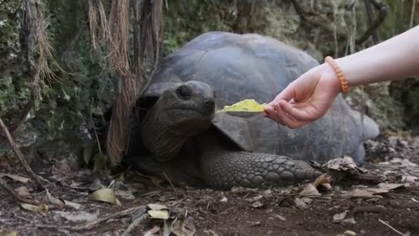 Велетенський черепаха - альдабра харчується на острові в "язниці в Занзібарі (Африка). — стокове відео
