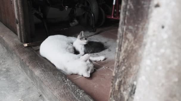 Divoká toulavá ošetřovatelka matka kočka a kotě na špinavé ulici v Africe, Zanzibar — Stock video