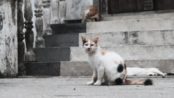 Streunende Tricolor-Katze in Afrika auf der Straße von Dirty Stone Town, Sansibar — Stockvideo