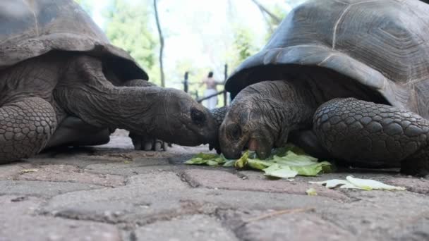 Een Enorme Aldabra Reuzenschildpad eet voedsel op een Gevangeniseiland in Zanzibar, Afrika — Stockvideo