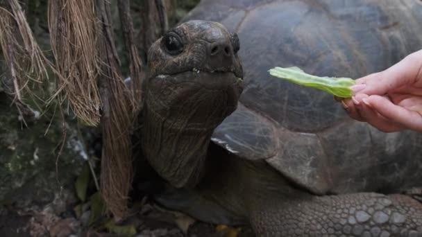 Μια τεράστια Aldabra Giant Tortoise τρώει φαγητό σε ένα νησί των φυλακών στη Ζανζιβάρη της Αφρικής — Αρχείο Βίντεο