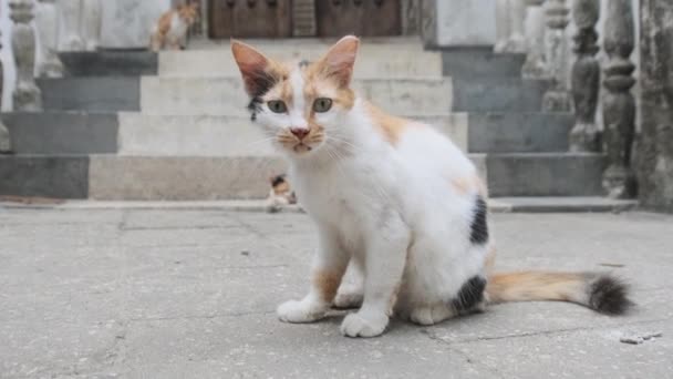 Hemlösa Shabby Tricolor Cat i Afrika på gatan Dirty Stone Town, Zanzibar — Stockvideo