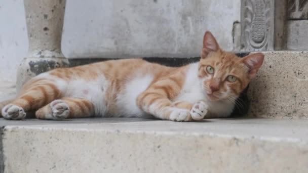 Hemlösa röda katten i Afrika på gatan Dirty Stone Town, Zanzibar. — Stockvideo