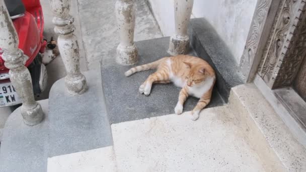 Červená kočka bez domova v Africe na ulici špinavého kamenného města, Zanzibar. — Stock video