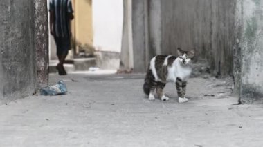 Afrika 'daki Evsiz Pejmürde Kedi Kirli Taş Kasabası, Zanzibar Caddesinde yürüyor