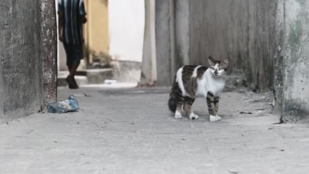Бездомный потертый кот в Африке Гуляет по улице Грязного Каменного Города, Занзибар — стоковое видео