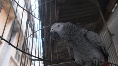 Afrika 'nın Zanzibar şehrinde, Stone Town' da, Kirli Sokakta Kafesteki Afrikalı Gri Papağan