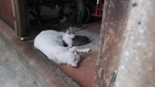 Wilde verirrte Pflegemutter Katze und Kätzchen auf einer schmutzigen Straße in Afrika, Sansibar — Stockvideo