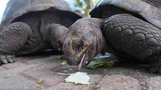 A Huge Aldabra Giant Tortoise Eats Food on a Prison Island in Zanzibar, Africa — Stock Video