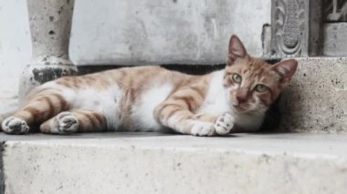 Afrika 'da Başıboş Kızıl Kedi Kirli Taş Kasabası, Zanzibar Caddesinde.