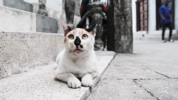 Zbloudilá Tricolor Cat v Africe na ulici špinavého kamenného města, Zanzibar — Stock video