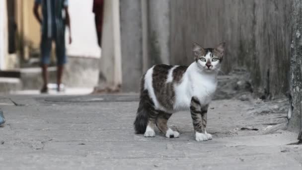 Gato Shabby callejero en África Camina en la calle de la ciudad de piedra sucia, Zanzíbar — Vídeos de Stock