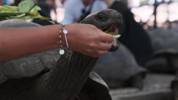 Een Enorme Aldabra Reuzenschildpad eet voedsel op een Gevangeniseiland in Zanzibar, Afrika — Stockvideo