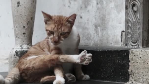 ザンジバルの汚い石の町の通りにアフリカの赤い猫を散歩. — ストック動画