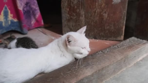 桑给巴尔非洲一条肮脏街道上的野猫和小猫 — 图库视频影像