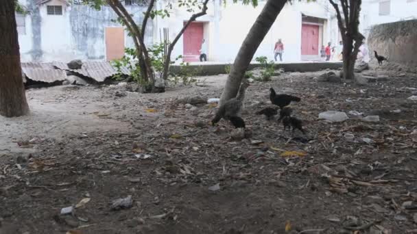 Thin African Hen and Chickens Graze in Filthy Yard (em inglês). Pobreza e Fome, Zanzibar — Vídeo de Stock