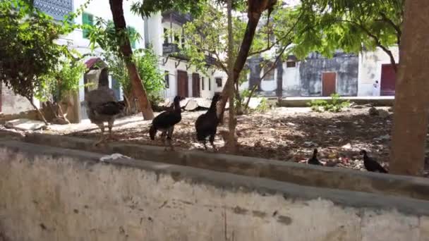 Dünne afrikanische Hühner und Hühner grasen im schmutzigen Hof. Armut und Hunger auf Sansibar — Stockvideo