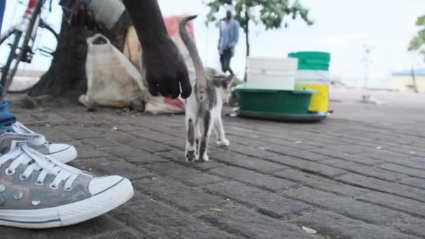 Africká ruka hraje s Mangy a nemocné divoké kotě mňau na ulici v Africe — Stock video