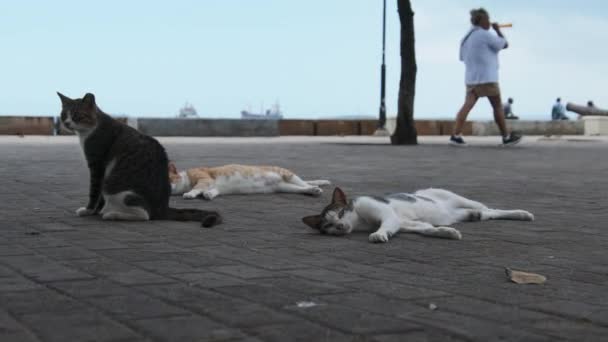 Hungry Homeless Cats Lie and Sleep on the Street in Africa, Stone Town, Zanzibar — стоковое видео