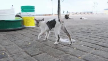 Uyuz ve Hasta Vahşi Kedi Afrika 'da Sokakta Miyavlıyor, Pasaklı Kedi Zanzibar