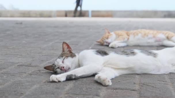 Hongerige dakloze katten liggen en slapen op straat in Afrika, Stone Town, Zanzibar — Stockvideo