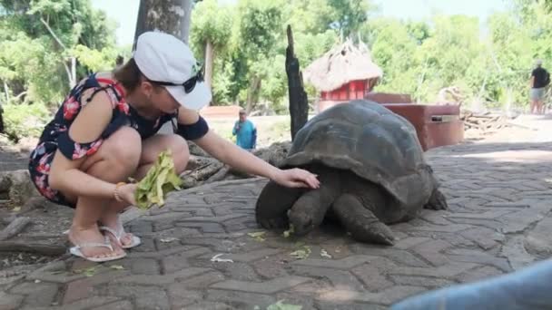 Vrouw die een Enorme Aldabra Reuzenschildpad voedt op Prison Island, Zanzibar, Afrika — Stockvideo