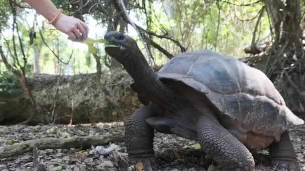 Una enorme tortuga gigante de Aldabra come comida en una isla prisión en Zanzíbar, África — Vídeos de Stock