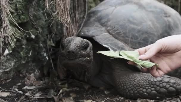 Μια τεράστια Aldabra Giant Tortoise τρώει φαγητό σε ένα νησί των φυλακών στη Ζανζιβάρη της Αφρικής — Αρχείο Βίντεο