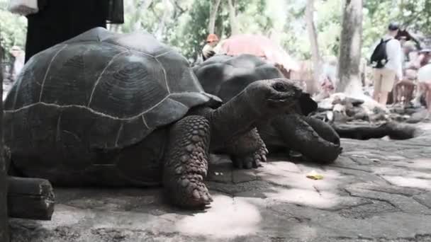 Een Enorme Aldabra Giant Tortoise Wandelen op een Gevangeniseiland in Zanzibar, Afrika. — Stockvideo