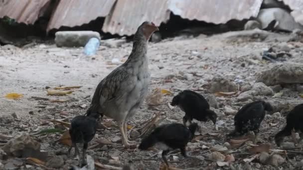 瘦小的非洲母鸡和小鸡在肮脏的院子里吃草。桑给巴尔，贫穷与饥饿 — 图库视频影像