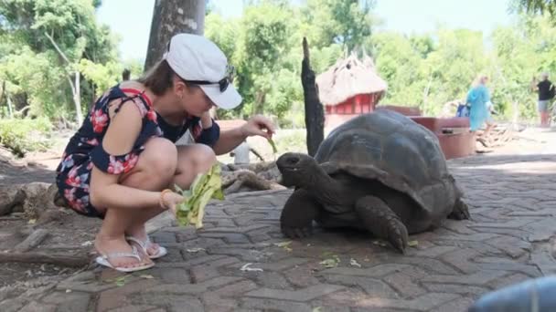 Woman Feeding a Huge Aldabra Giant Tortoise on Prison Island, Zanzibar, Africa — Stock Video