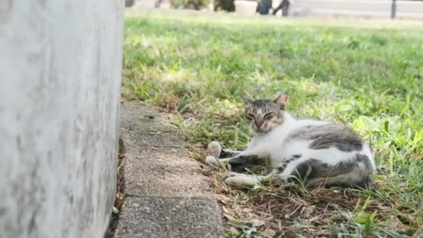 空腹のホームレス猫の嘘とアフリカの通りで眠る、石の町、ザンジバル — ストック動画