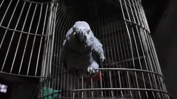 Perroquet gris d'Afrique dans une cage sur une rue sale à Stone Town, Zanzibar, Afrique — Video