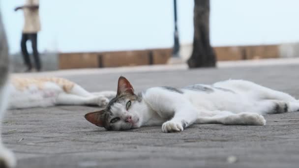 Hungrige, obdachlose Katzen liegen und schlafen auf der Straße in Afrika, Stone Town, Sansibar — Stockvideo