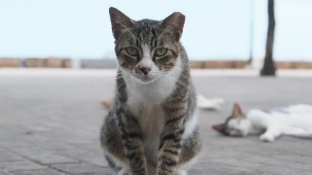 Un gato gris sin hogar de Yard mira la cámara en la calle en África, Zanzíbar — Vídeo de stock