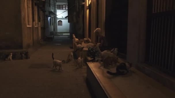 Stara kobieta opiekuje się bezdomnymi kotami na ulicach Stone Town, Afryka, noc — Wideo stockowe