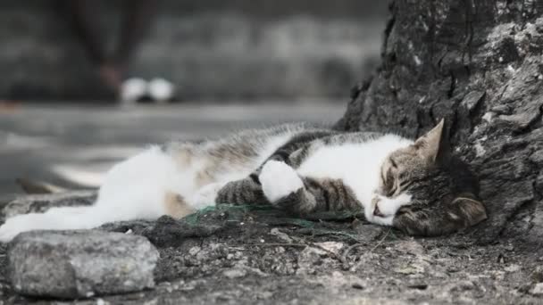 Hungrige obdachlose Katze liegt und schläft auf der Straße in Afrika, Stone Town, Sansibar — Stockvideo