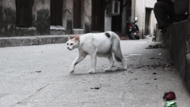 Gato Shabby callejero en África Camina en la calle de la ciudad de piedra sucia, Zanzíbar — Vídeos de Stock