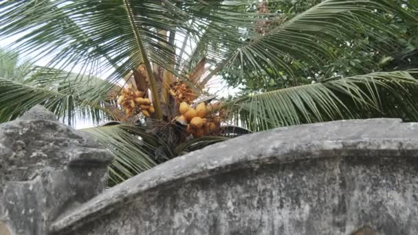 Пальмовая ветвь с кокосом в городе Камень-Таун на Занзибаре, Африка — стоковое видео